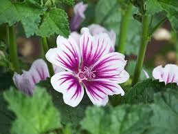Image result for Malva sylvestris 'Zebrina'