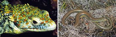 Attēlu rezultāti vaicājumam “Anguis fragilis adult”