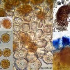 Attēlu rezultāti vaicājumam “Uromyces dactylidis”