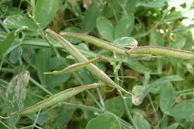 Attēlu rezultāti vaicājumam “Lathyrus sylvestris bud”