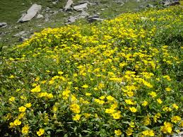 Attēlu rezultāti vaicājumam “Helianthemum nummularium”