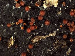 Attēlu rezultāti vaicājumam “Nectria episphaeria”