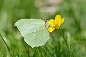 Attēlu rezultāti vaicājumam “Gonepteryx rhamni female”