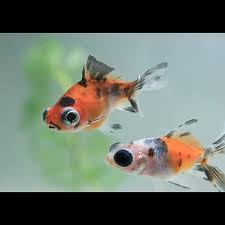 Image result for 出目金