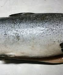 Image result for Salmo salar