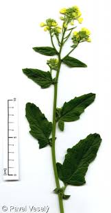 Attēlu rezultāti vaicājumam “Sinapis arvensis”