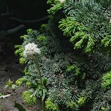 Attēlu rezultāti vaicājumam “Trichia alpina sessile”