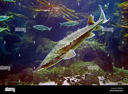 Image result for Acipenser oxyrinchus