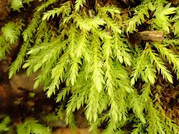 Attēlu rezultāti vaicājumam “Pohlia wahlenbergii sporophyte”