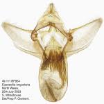 Attēlu rezultāti vaicājumam “Eupoecilia angustana”