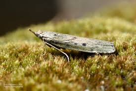 Attēlu rezultāti vaicājumam “Aphomia sociella male”