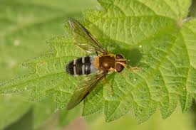 Attēlu rezultāti vaicājumam “Leucozona glaucia”