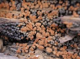 Attēlu rezultāti vaicājumam “Metatrichia vesparia stalked”