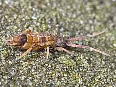 Attēlu rezultāti vaicājumam “Orchesella flavescens”