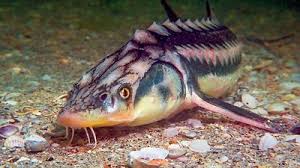 Image result for Acipenser oxyrinchus oxyrinchus