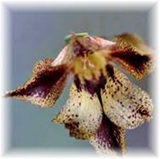 Attēlu rezultāti vaicājumam “Gladiolus imbricatus fruit”