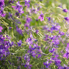 Image result for Consolida regalis