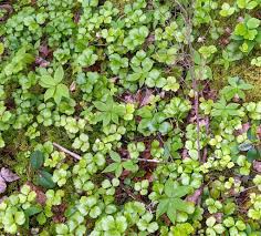 Attēlu rezultāti vaicājumam “Lycogala maculatum sessile”