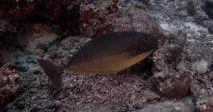 Image result for Naso hexacanthus