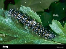 Attēlu rezultāti vaicājumam “Mellicta athalia larva”