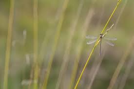 Attēlu rezultāti vaicājumam “Lestes virens female”