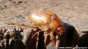 Attēlu rezultāti vaicājumam “Amphimallon solstitiale”