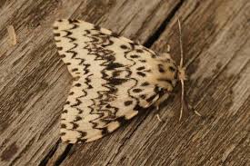 Attēlu rezultāti vaicājumam “Lymantria monacha imago”