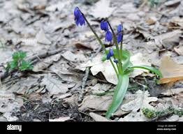 Attēlu rezultāti vaicājumam “Scilla siberica leaf”