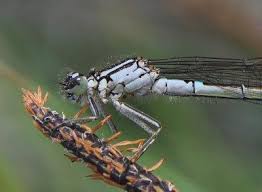 Attēlu rezultāti vaicājumam “Coenagrion armatum”