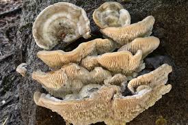 Attēlu rezultāti vaicājumam “Lenzites betulina”