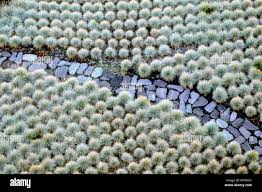 Attēlu rezultāti vaicājumam “Festuca ovina flower”