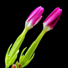 Attēlu rezultāti vaicājumam “Centaurium erythraea bud”