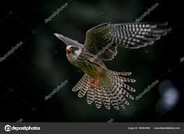 Attēlu rezultāti vaicājumam “Falco vespertinus adult”