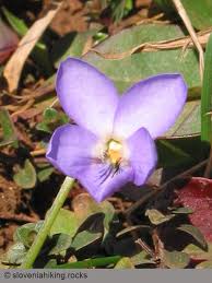 Attēlu rezultāti vaicājumam “Viola collina leaf”