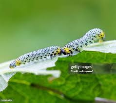 Attēlu rezultāti vaicājumam “Nematus ribesii larva”
