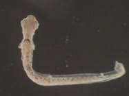 Image result for Morone americana