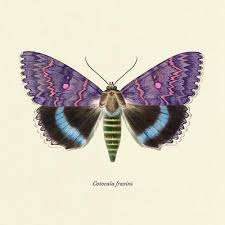 Attēlu rezultāti vaicājumam “Catocala fraxini”