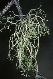 Attēlu rezultāti vaicājumam “Ramalina farinacea”
