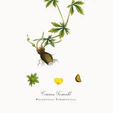 Image result for Potentilla tormentilla