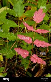 Attēlu rezultāti vaicājumam “Pimpinella major leaf”