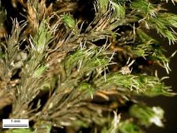 Attēlu rezultāti vaicājumam “Schistidium apocarpum”