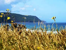 Image result for Raven Surf School