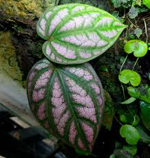 Attēlu rezultāti vaicājumam “Melampyrum sylvaticum leaf”