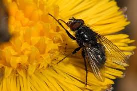 Attēlu rezultāti vaicājumam “Tachinidae”