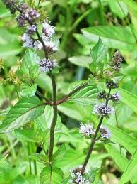 Attēlu rezultāti vaicājumam “Mentha aquatica leaf”