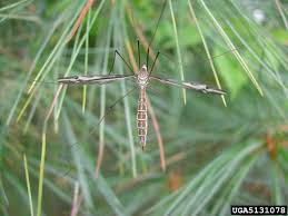 Attēlu rezultāti vaicājumam “Tipulidae”