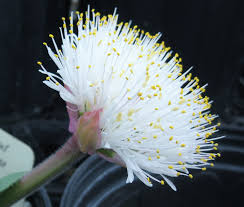 Attēlu rezultāti vaicājumam “Betula humilis male flower”