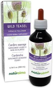 Attēlu rezultāti vaicājumam “Dipsacus fullonum fruit”