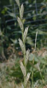 Attēlu rezultāti vaicājumam “Lolium perenne”