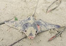 Image result for Rhinoptera brasiliensis